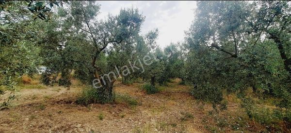 Talatbey Zeytinlik 5183 M2 Satılık Aysun Yavuz'dan