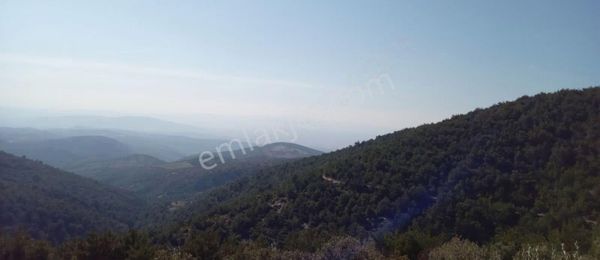 Hesaplı Satılık 7.600 M² Zeytinli Tarla