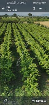 Muradiye Arası 3 Dakika 4.200m2 Bağ