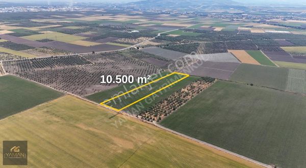 Akhisar Kapaklı'da 10.500 M² Müstakil Tapulu Satılık Arazi