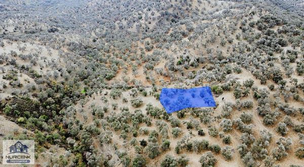 Burhaniye Subeylidere Köyünde Satılık Uygun Zeytinlik