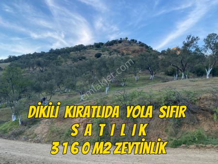 İzmir Dikili Kıratlıda Yola Sıfır Deniz Manzaralı Satılık 3160m2 Zeytinlik