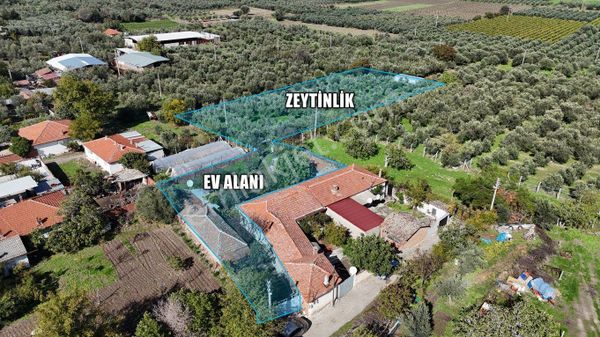 3.404 M² Arsa İçinde Müstakil Köy Evi + Verimli Zeytinlik + Traktör Dahil!