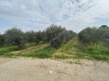 Balıkesir Edremit Te Satılık 408 Dönüm Zeytinlik.