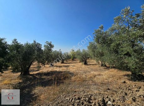 Mudanya Çağrışan'da 940m2 Bursa Manzaralı Villa İmarlı Arsa