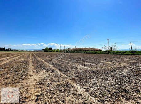 M.kemalpaşa Durumtay'da 650m2 0,50 Emsal İmarlı Arsa