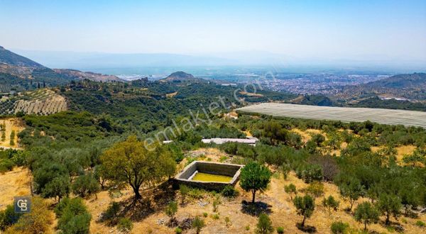 Aydın Söke'de Satılık Zeytinlik