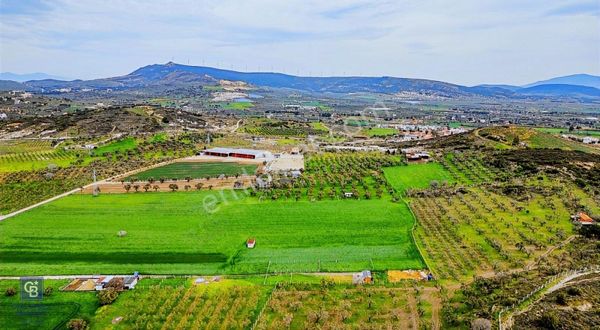 Foça Yenibağarasında Satılık Tarla