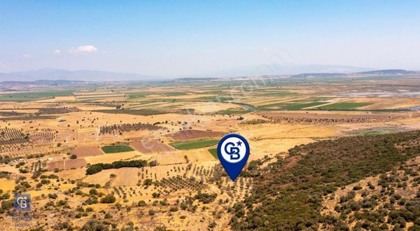 Foça Yenibağarası'nda Satılık Zeytinli Tarla