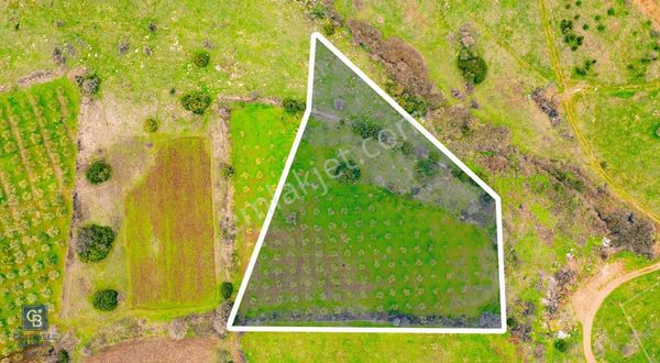 İzmir Foça Yenibağarasında Satılık Tarla