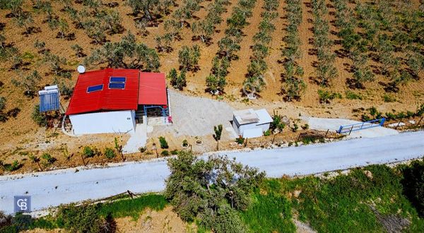 Foça Kocamehmetler'de Satılık Zeytinli Tarla