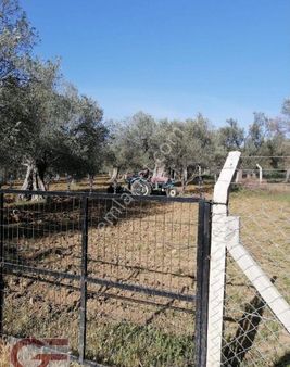 Kelepir Fiyata Pelitköy Sahil Tarafında Kadastro Yollu Zeytinlik