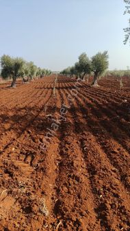 Takas Gayrimenkul 'den Kilis-yavuz Sultan Selim Mahallesinde Satılık Zeytinlik..