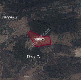 Bayındır Yakapınar Zeytinlik