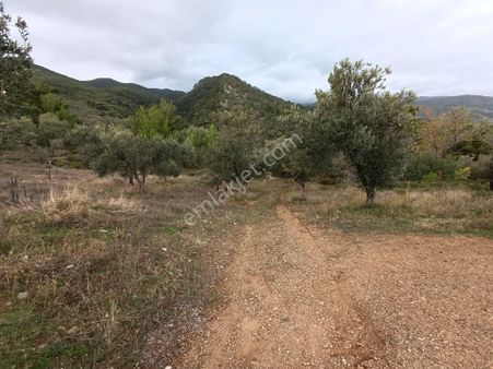 Güre'de Deniz Gören Zeytinlik