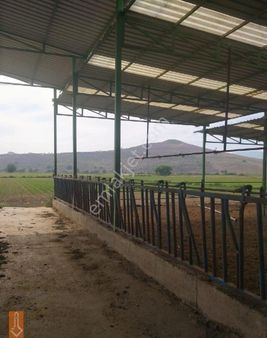 Teira Emlaktan Satılık Çiftlik