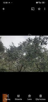 Tire Teira Emlaktan Satılık Zeytin Ve İncir Bahçesi