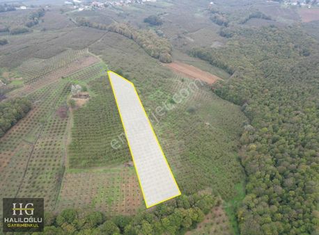 Sarıahmetler Mh. 7463 M2 Yetişkin Fındık Bahçesi