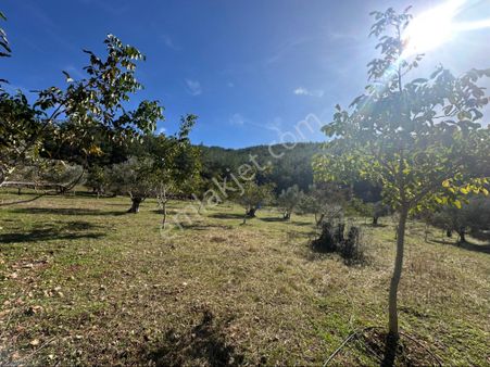 Kenalpaşa Yeşilköy’de 10 Dönüm Satılık Bahçe