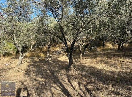 Dora Dan Satılık Havran Küçükdere De 1041m2 Düz Zeytinlik