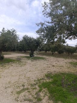 Rose Emlak'satılık Zeytinlik Kupon Arazi