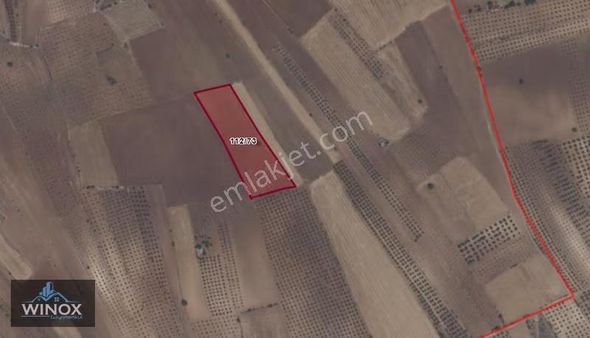 Aydın, Karacasu, Yukarıgöle'de Satılık Zeytin Bahçesi