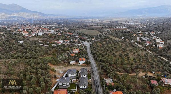 Muğla Milas Mutlucada Satılık 22 Dönüm Zeytinlik