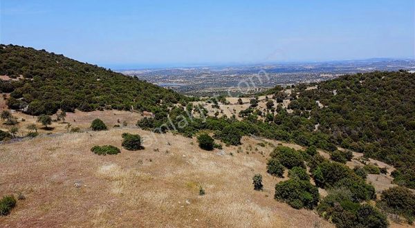 Çanakkale Ezine Belen Köyünde Satılık Fırsat Tarla !!