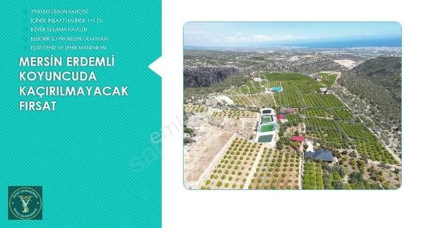 Koyuncu Çettepesinde Süper Manzaralı Limon Bahçesi