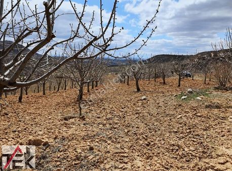 Manisa Demirci De 15.671.80m2 Kiraz Bahçesi Satılık