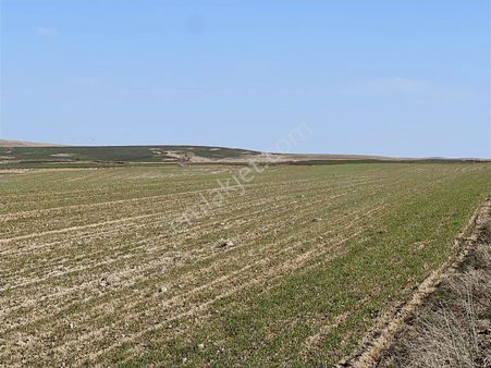 Başkan Emlaktan Satılık Alpu Koşmat Köyünde 37.433 M2 Tarla