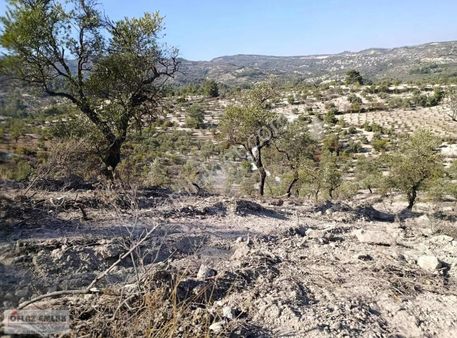 Yayladağı Kışlak Mahallesinde 8,5 Dönüm Tek Tapu Zeytinlik