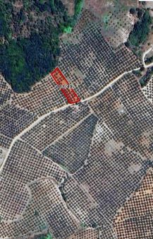 Bm Real Estateyörükyenicesi'nde Yola Cephe 1777 M2 Zeytinlik