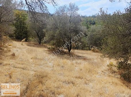 Bergama Dereköy Mahallesinde 4637 M2 Zeytinlik