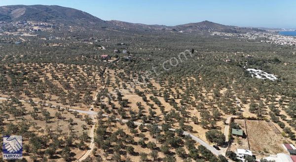 Burhaniye Taylıelinde Denize Yakın 3 Cepheli Zeytinlik