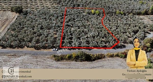 C21 Cius;karsak Da Yola Cephe Satılık Bakımlı Zeytinlik