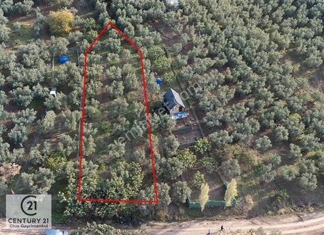 Yeniköyde Deniz Manzaralı Zeytinlik Satılık!