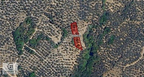 C21 Cius; Küçükkumla'da Satılık 769 M2 Zeytinlik