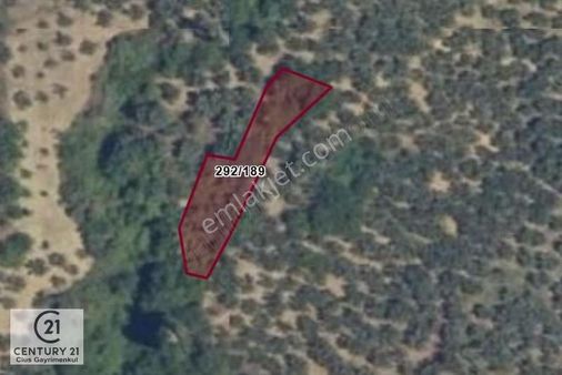 C21 Cius; Küçükkumla'da 573 M2 Satılık Zeytinlik