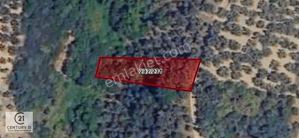 C21 Cius; Küçükkumlada 727 M2 Satılık Zeytinlik