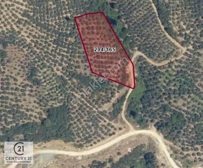 C21 Cius; Küçükkumla'da 3660 M2 Satılık Zeytinlik