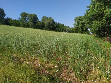 Şile De Satılık Arsa