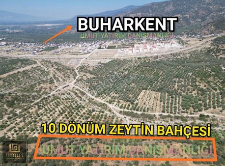 Umut Emlak'tan Buharkent İlçesinde 10 Dönüm Zeytinlik Satılık