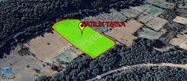 İzmir Bergama Bozyerler'de Satılık Tarla