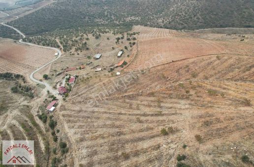 Manisa Salihli Kemerde Ceviz Ve Zeytin Bahçesi