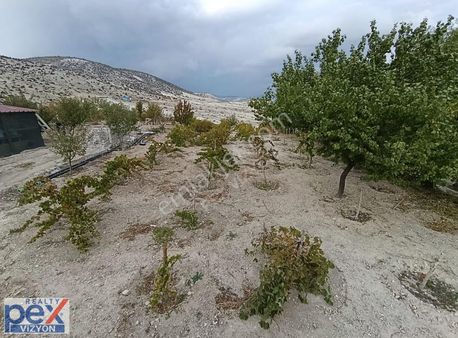 Pex Emlaktan Kuyucak Köyünde Yetişmiş Hazır Bağ