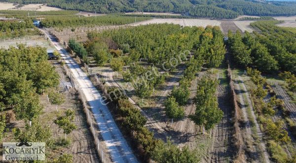 Kocabıyık Gayrimenkul'den Alikurt'ta Chandler Ceviz Bahçesi