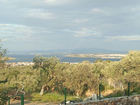Taş Emlak'tan Cunda'da Deniz Manzaralı Yolu Olan Zeytinlik