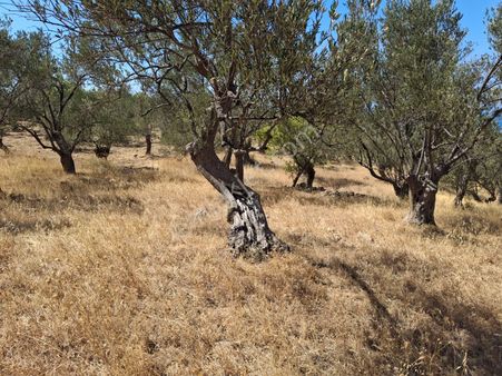 Era Angel'dan Ayvalık Cunda Adasında 4019 M2 Zeytinlik