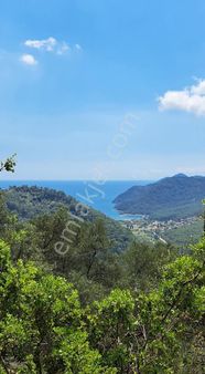 Muğla Köyceğiz Ekincik’te 720 M² Deniz Manzaralı Satılık Zeytinlik